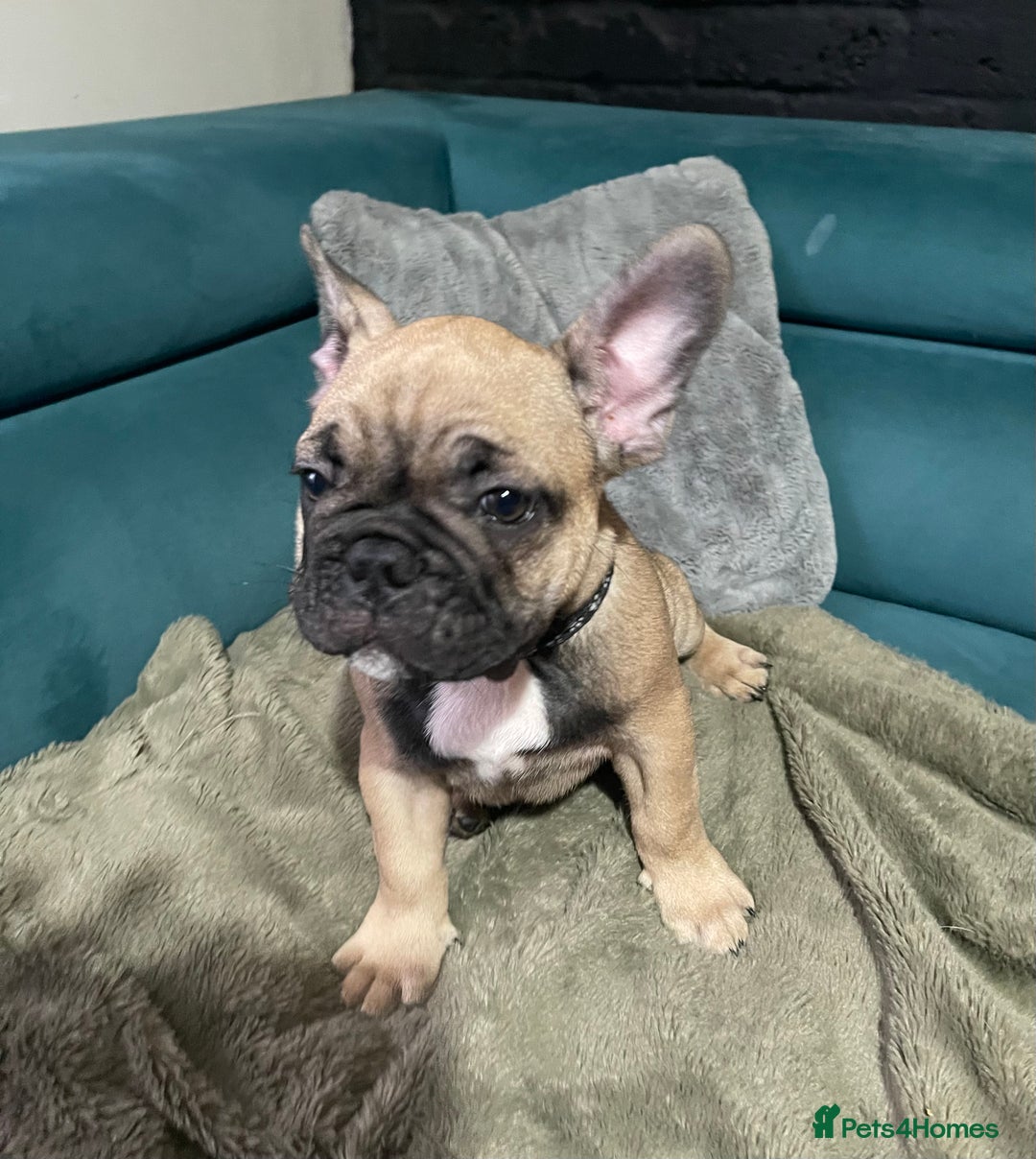 French Bulldog dogs for sale: KcFrenchiePup-HealthTestedParents-Lastone-Readynow in Derby - Image 11