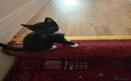 Mixed Breed cats for sale: 5 BEAUTIFUL KITTENS LOOKING NEW HOME  - Image 1