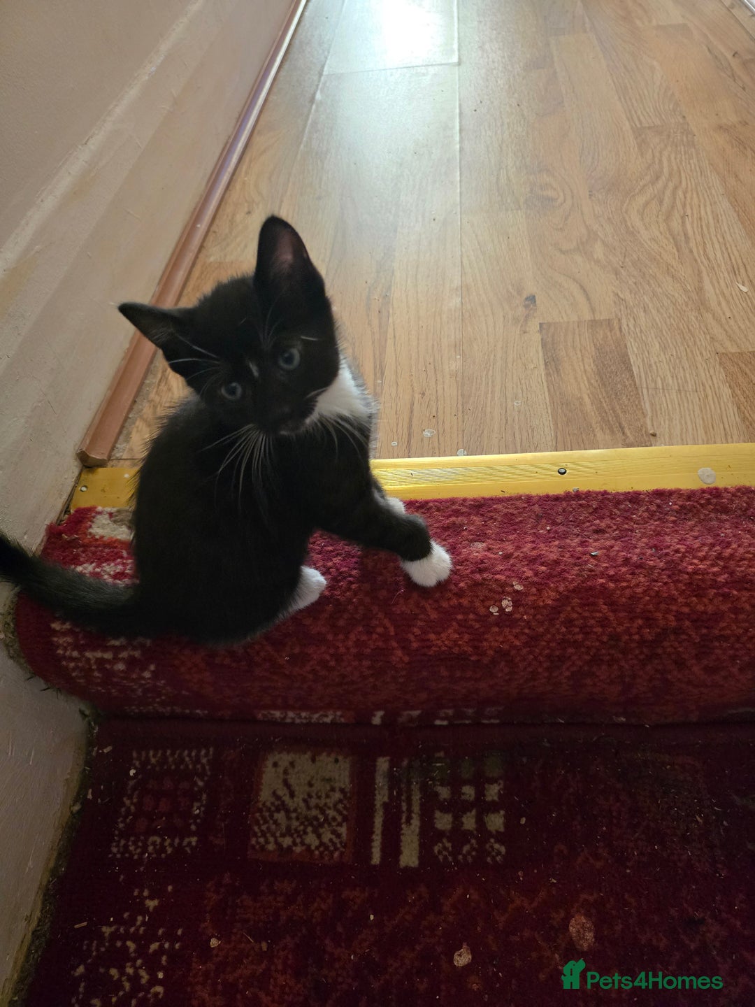 Mixed Breed cats for sale: 5 BEAUTIFUL KITTENS LOOKING NEW HOME  - Image 1