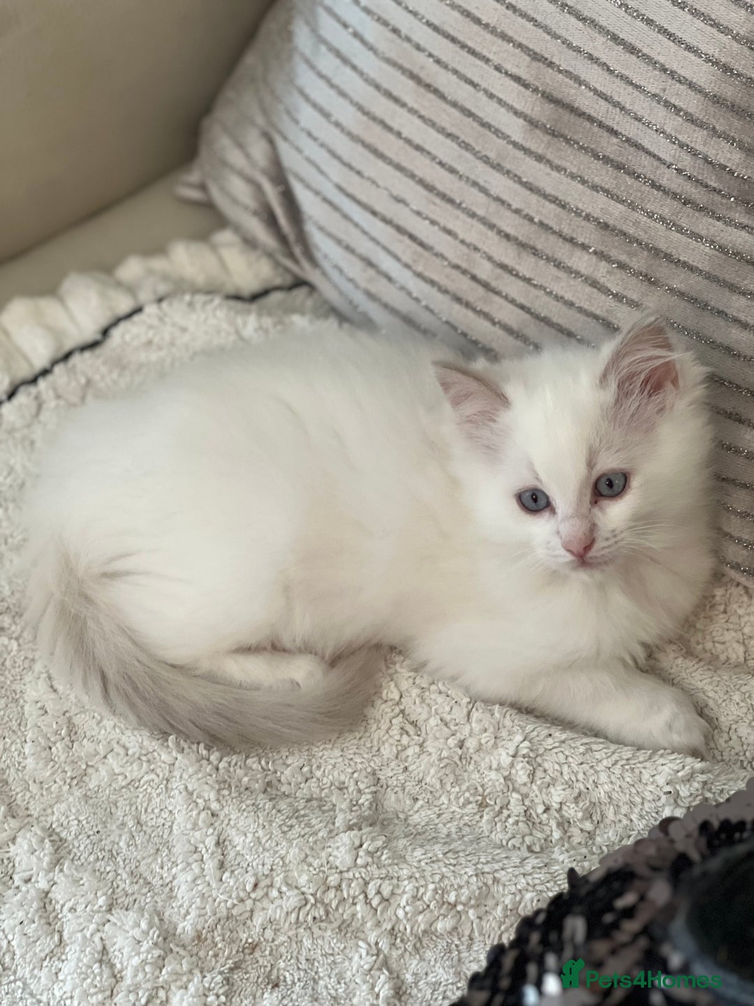 Ragdoll cats for sale: Rare blue+lilac bicolour + blue tortie kittens - Advert 18