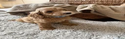 Cockapoo dogs for sale: KC Parent Show Type Miniature Cockerpoo Puppies  - Advert 9