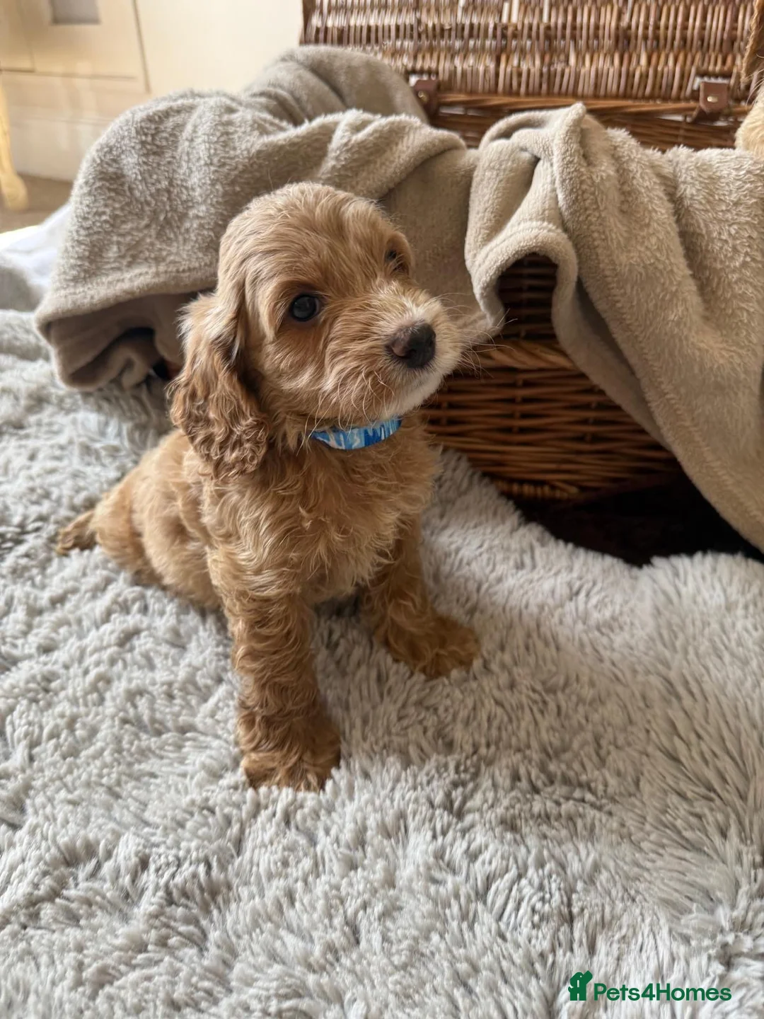 Cockapoo dogs for sale: KC Parent Show Type Miniature Cockerpoo Puppies  - Advert 9