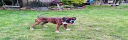 Boxer dogs for sale: Beautiful Female Boxer- Experienced Home Only  - Advert 3