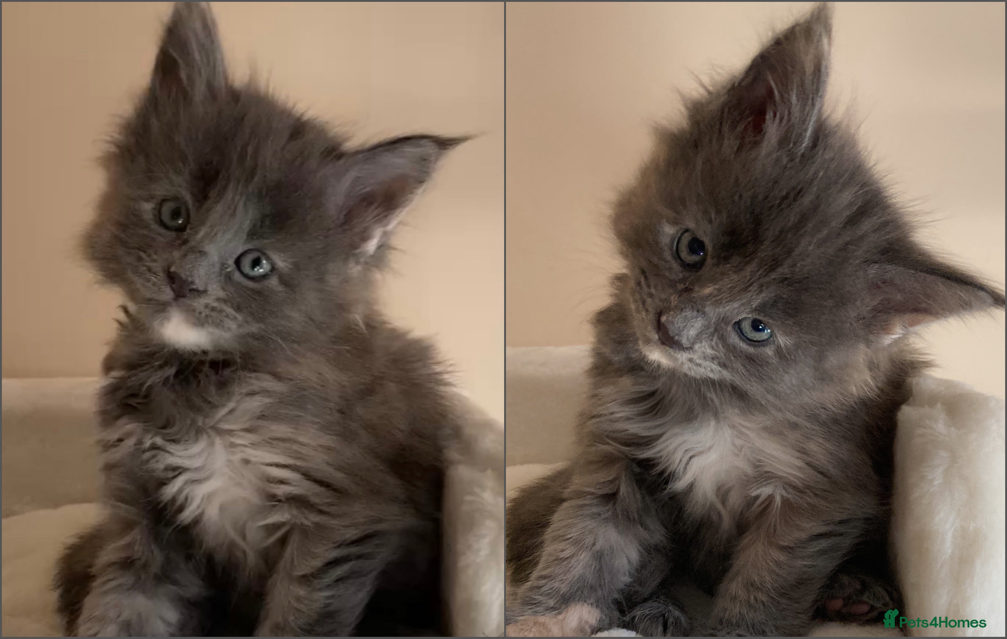 Maine Coon cats *1 girl left* GCCF Stunning Blue Maine Coon Kitten - Advert 3