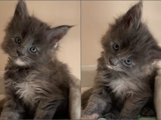 Maine Coon cats *1 girl left* GCCF Stunning Blue Maine Coon Kitten - Advert 3
