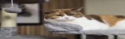 British Shorthair cats for sale: Cinnamon tortie Queen GCCF active - Advert 8