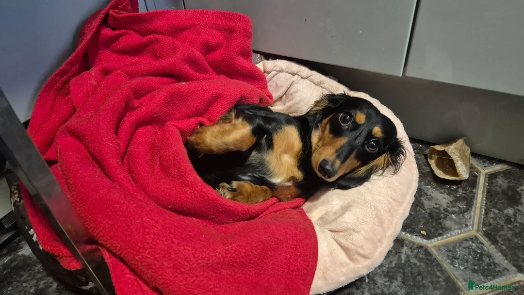 Miniature Dachshund dogs for sale: KC registered miniature dachshund girl - Advert 2