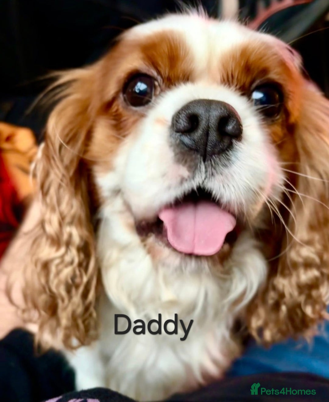 Cavalier King Charles Spaniel dogs for sale: KC Registered, Cavalier King Charles Spaniels  - Image 17