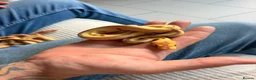 Python Snake reptiles for sale: Beautiful Banana Clown  - Advert 6