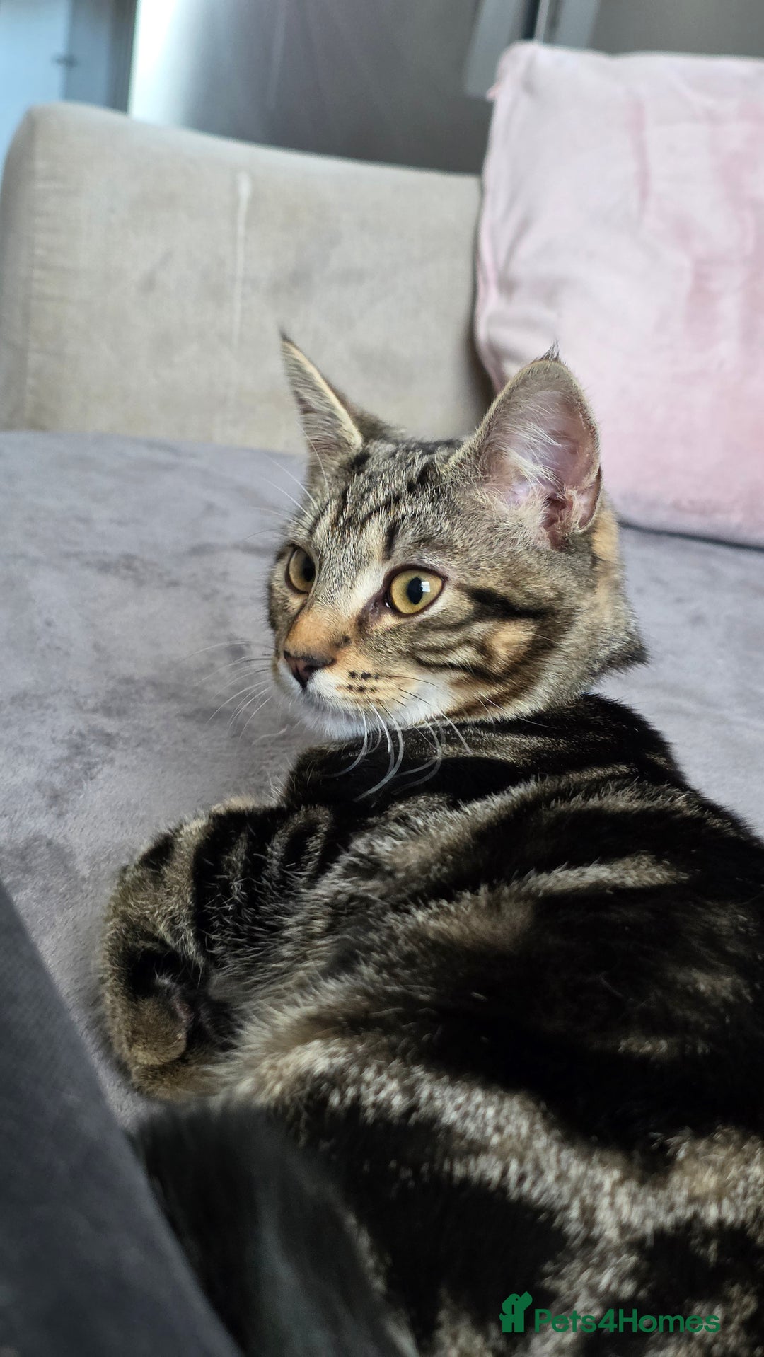American Shorthair cats for sale: Ziggy and waffle - Image 2