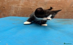 Mixed Breed cats for sale: 7 kittens looking for new home - Image 4