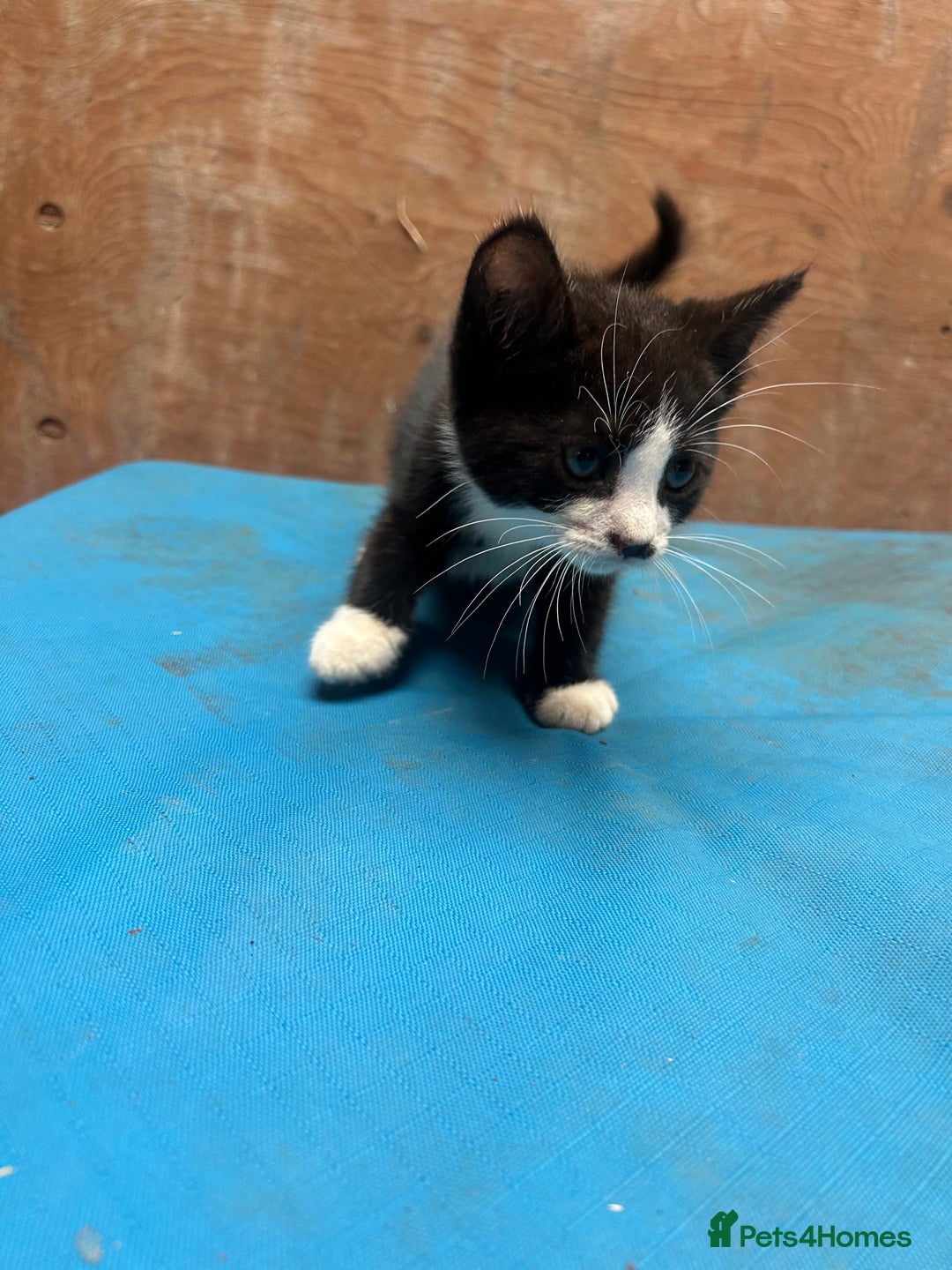 Mixed Breed cats for sale: 7 kittens looking for new home - Image 4