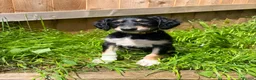Saluki dogs for sale: Beautiful Saluki pups from champion lines - Advert 19
