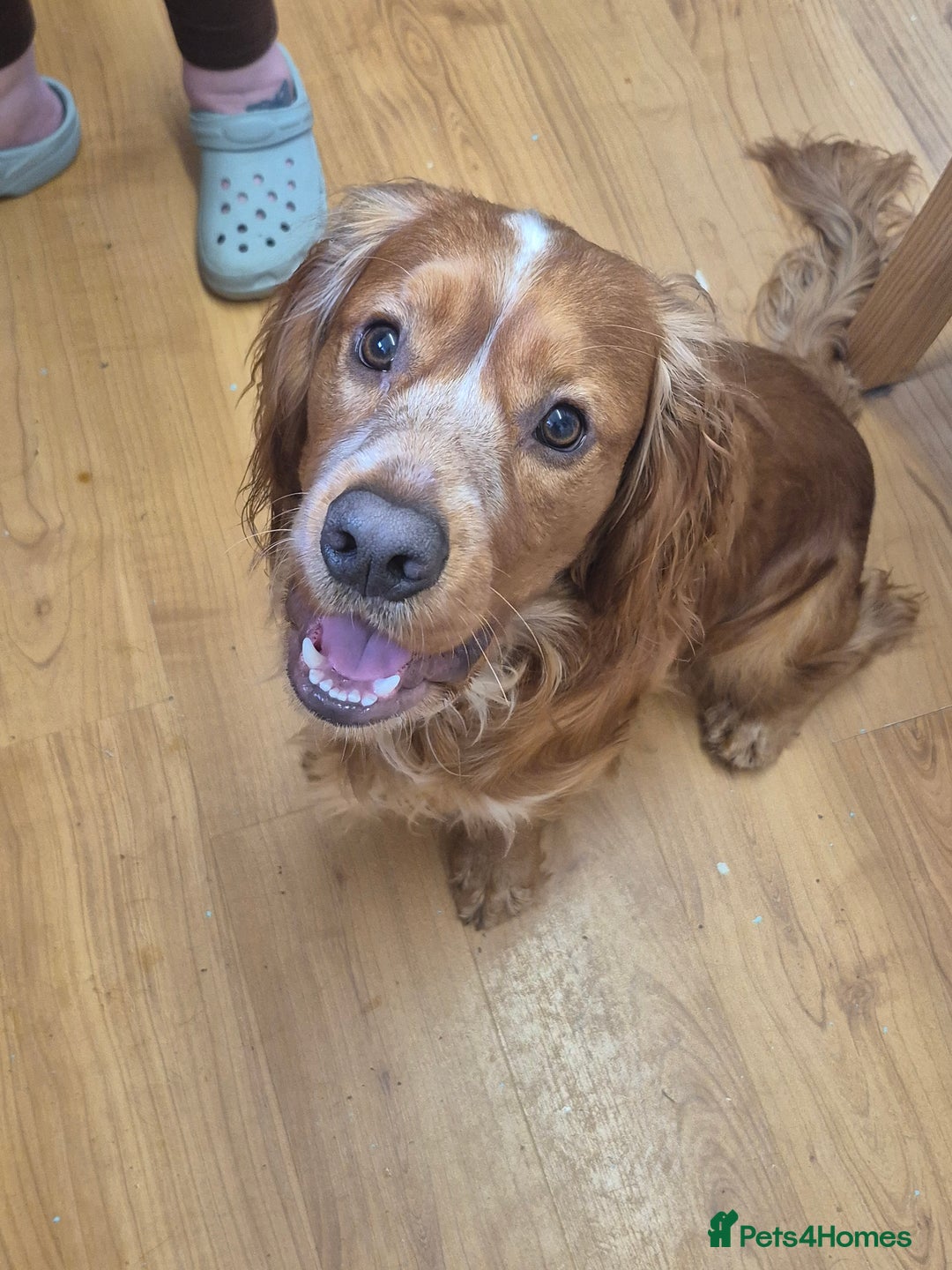 Cocker Spaniel dogs for stud: Cocker spaniel for stud  - Advert 3