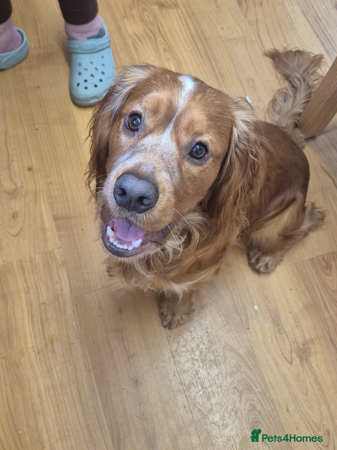 Cocker Spaniel dogs for stud: Cocker spaniel for stud  - Advert 3