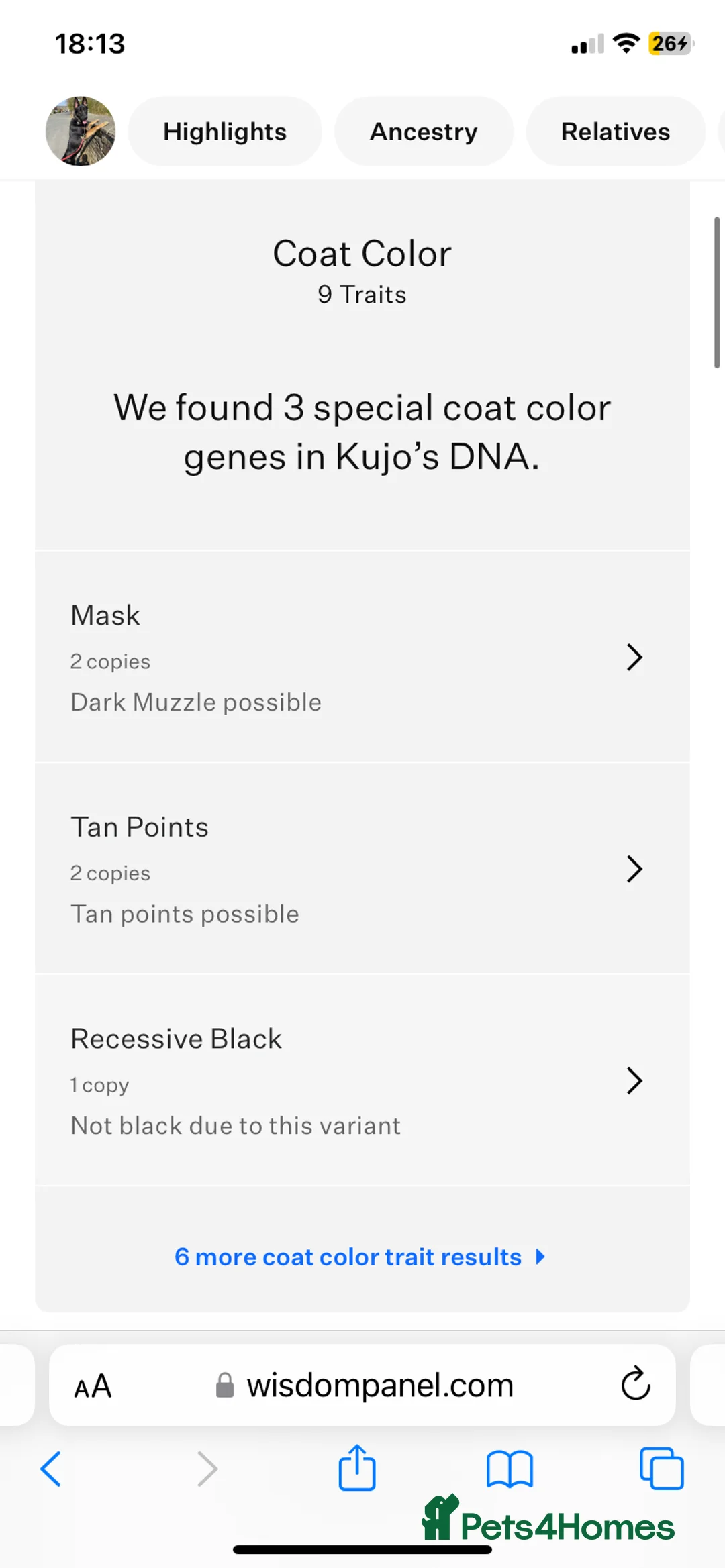 German Shepherd dogs for sale: Beautiful German shepherd pups **DM Clear!** - Advert 18