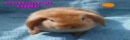 Mini Lop rabbits for sale: 5 Beautiful Baby Mini Lops - Advert 5