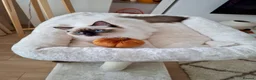 Ragdoll cats for sale: ACTIVE PUREBRED TICA BREEDING RAGDOLL FEMALE - Advert 3