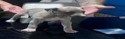 Whippet dogs for sale: whippet pups in Tredegar - Advert 4