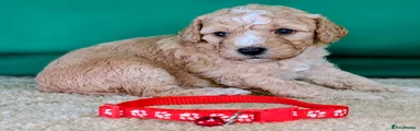 Red collar girl ID 4139