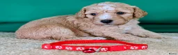 Cavapoochon dogs for sale: Beautiful Cavapoochons - Advert 8