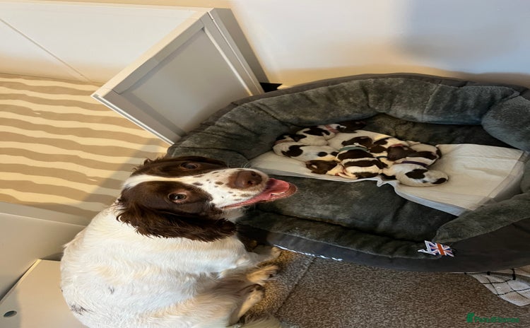English Springer Spaniel dogs - Advert 10