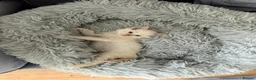 Ragamese cats for sale: Flame Point Ragamese Kittens in Accrington - Advert 9