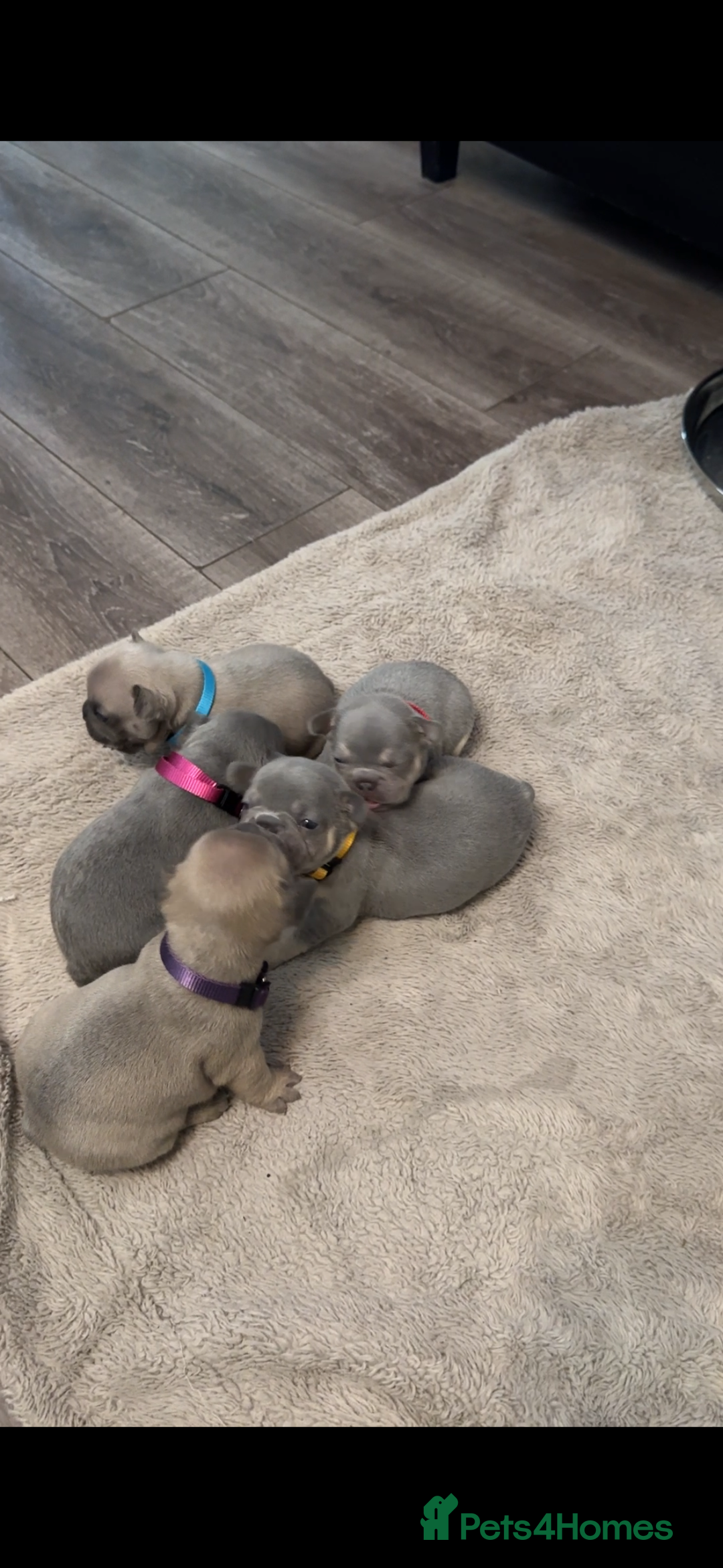 French Bulldog dogs for sale: French bulldog puppies - Image 17