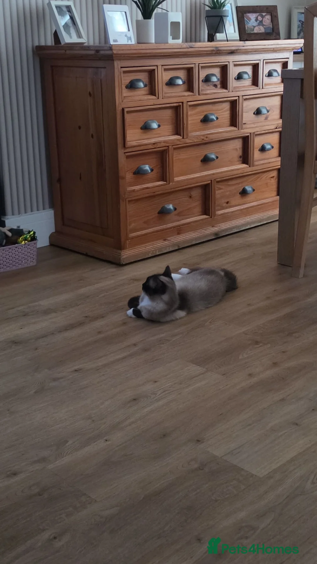 Ragdoll cats for sale: Female ragdoll  - Advert 5