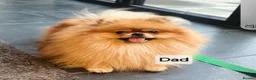 Pomeranian dogs for sale: RARE in size True mini pups 3💙 1🩷 40+🏆lines  - Advert 10