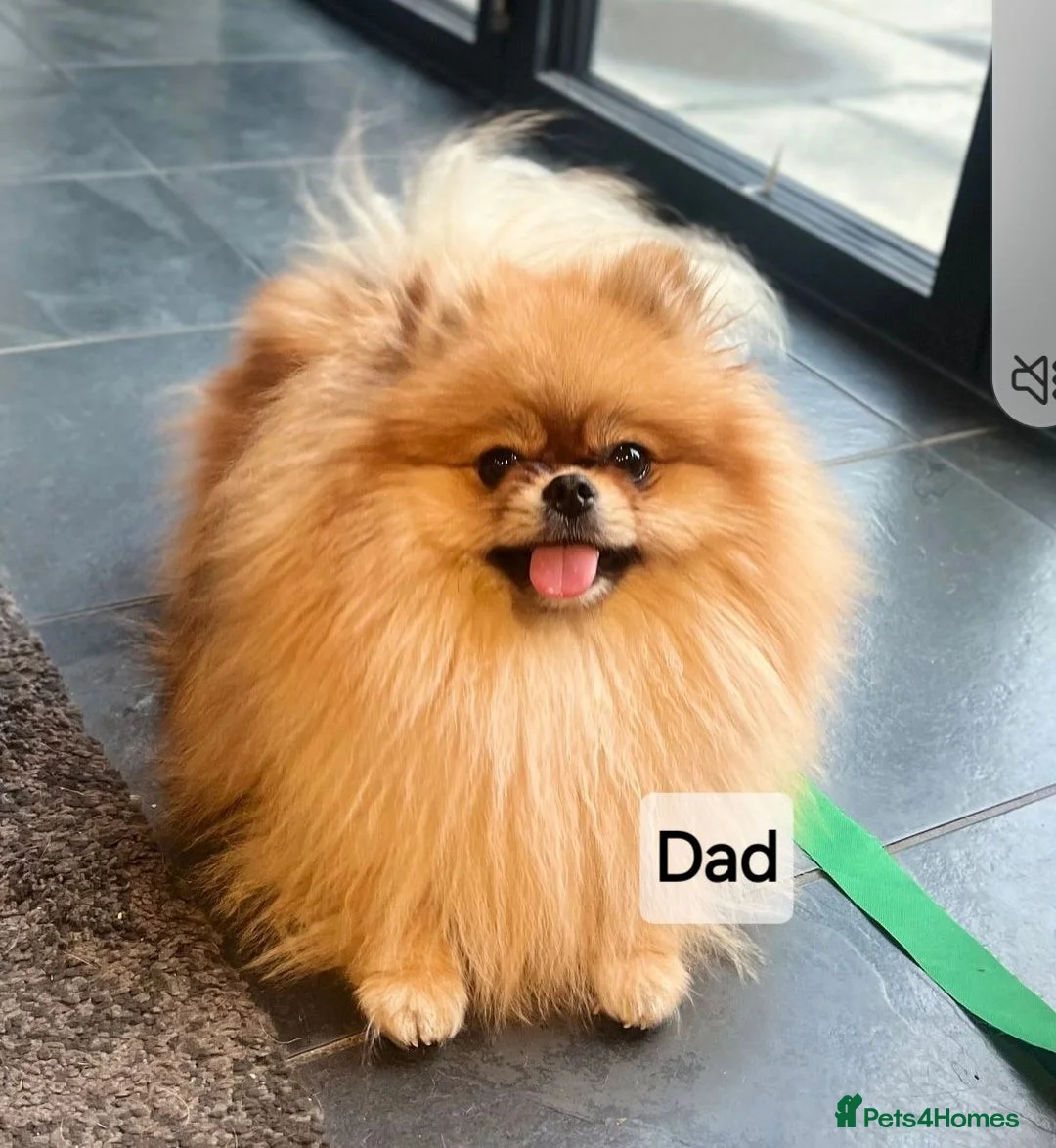 Pomeranian dogs for sale: RARE in size True mini pups 3💙 1🩷 40+🏆lines  - Advert 10