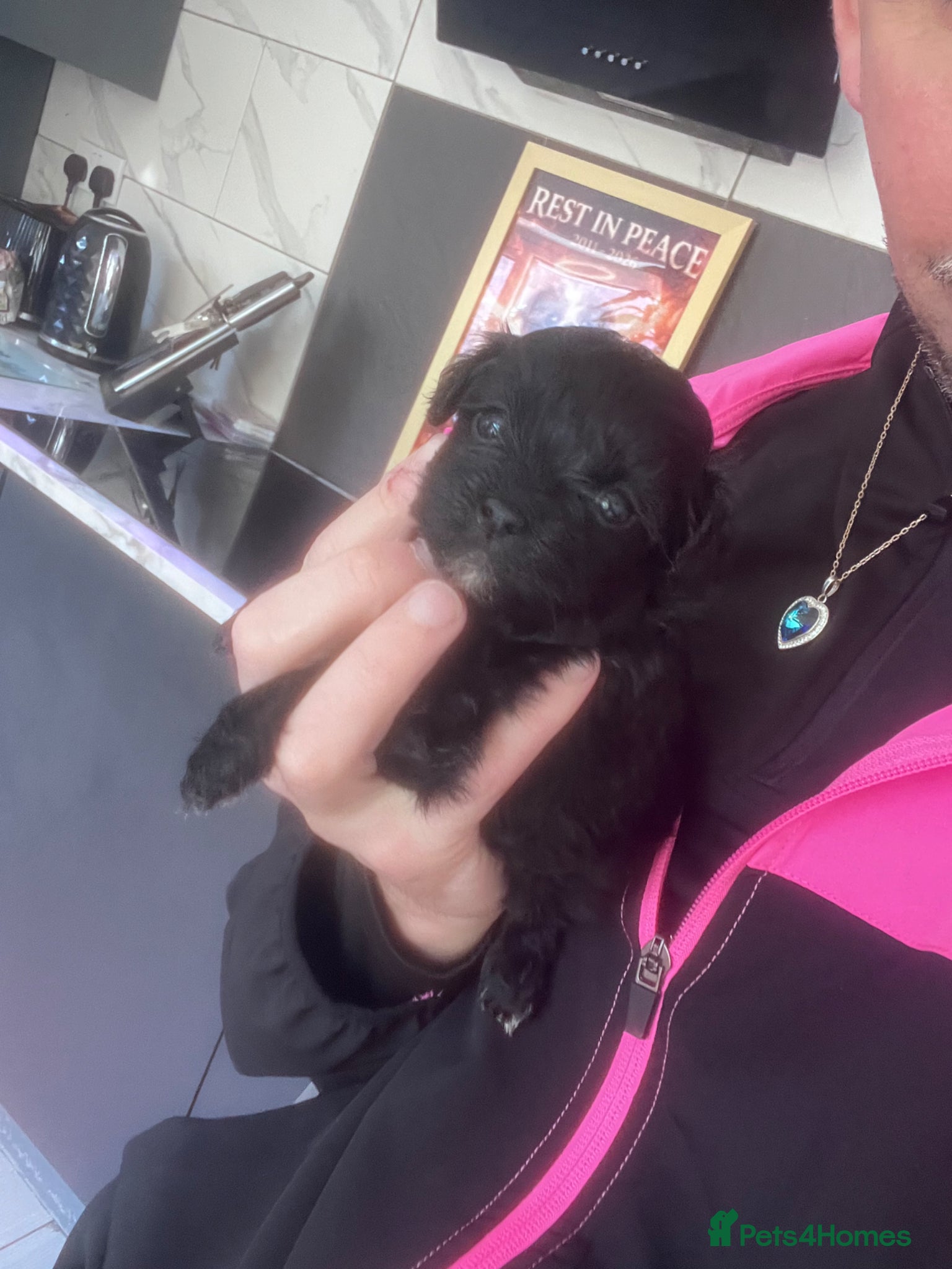 Shihpoo dogs Beautiful Toy Shihpoo girl  - Advert 5