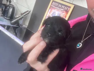 Shihpoo dogs Beautiful Toy Shihpoo girl - Advert 5