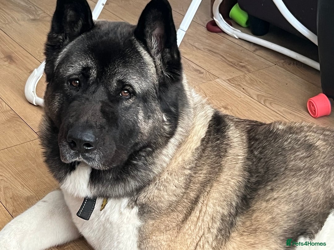Akita dogs for stud: American Akita for Stud  - Image 1