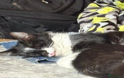 Domestic Shorthair cats for sale: Two lovely kittens for sale - Image 6