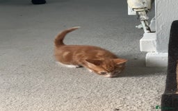 Mixed Breed cats for sale: Mixed kittens for sale - Image 12
