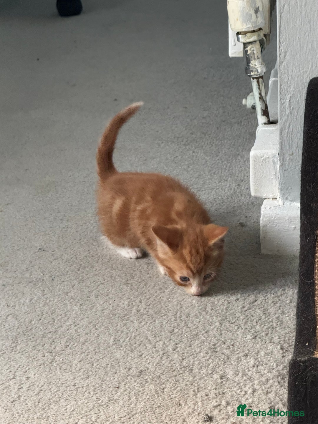 Mixed Breed cats for sale: Mixed kittens for sale - Image 12