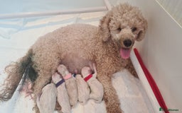 Miniature Poodle dogs for stud: Teddy KC Registered/Health tested Toy Stud in Wigan - Image 26