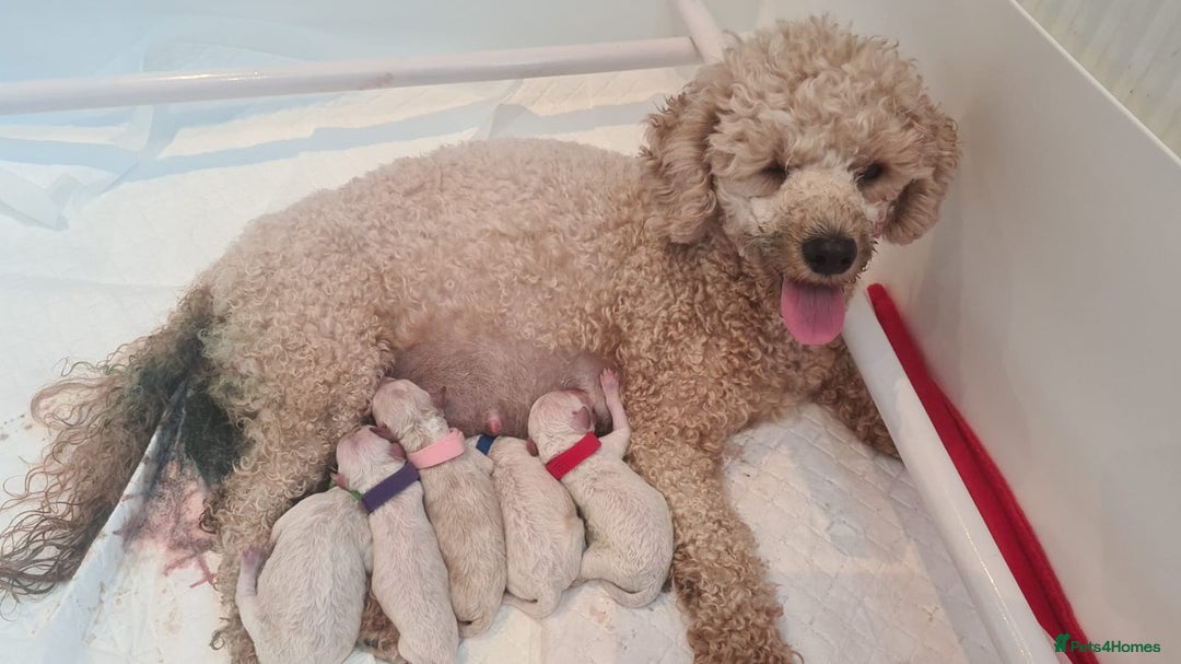Miniature Poodle dogs for stud: Teddy KC Registered/Health tested Toy Stud in Wigan - Image 26