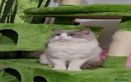 Ragdoll cats for sale: The most beautiful and adorable Ragdoll kittens  - Image 9