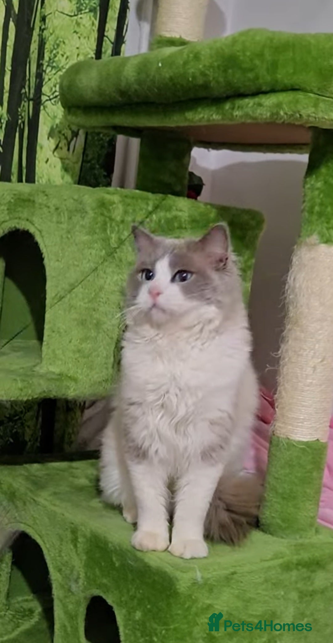 Ragdoll cats for sale: The most beautiful and adorable Ragdoll kittens  - Image 9