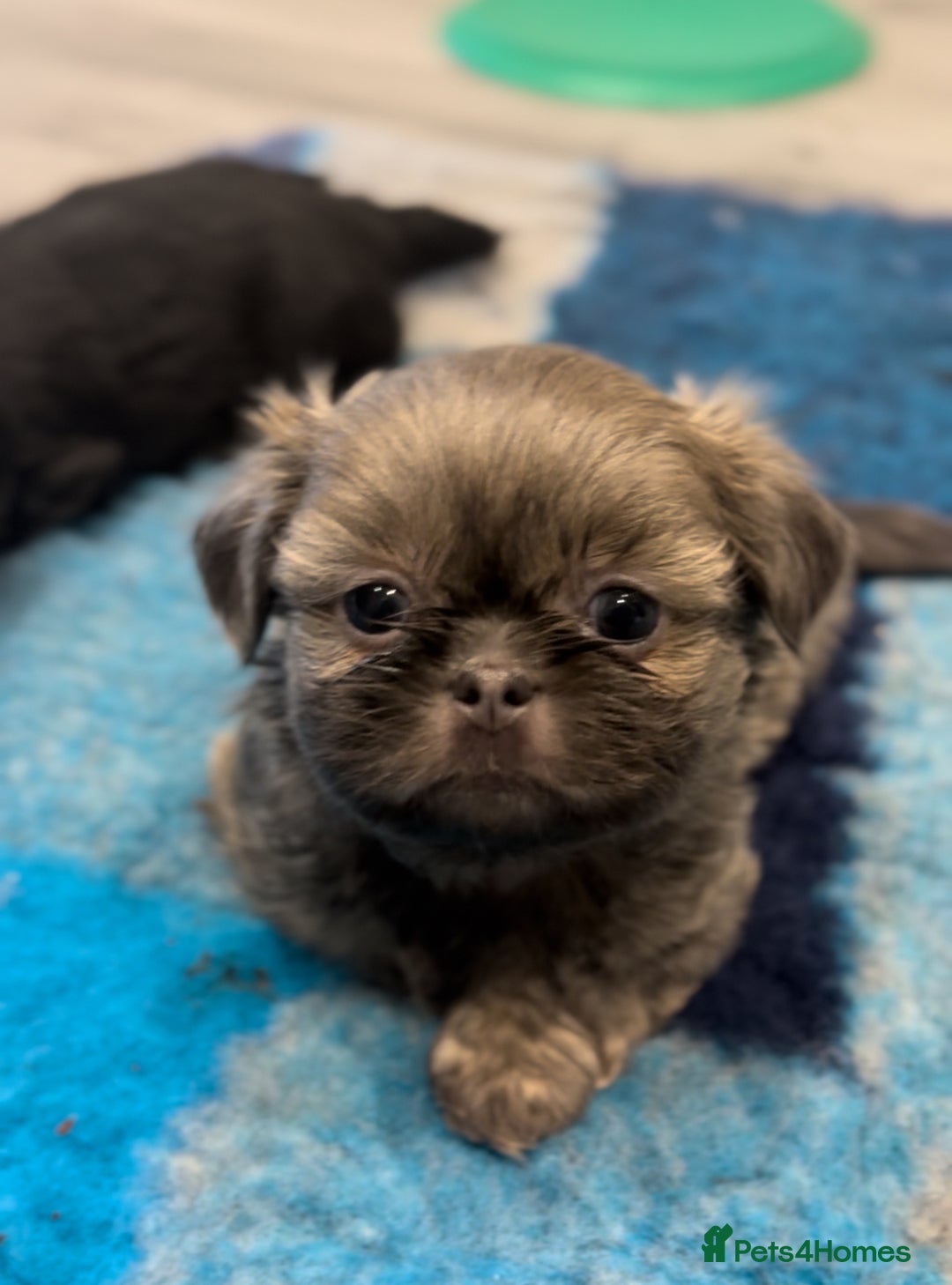 Shih Tzu dogs for sale: Saving the best until last  - Advert 7