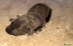 Weimaraner dogs for sale:  KC Reg Weimaraner Pups from Champion Bloodlines ✨ - Image 20