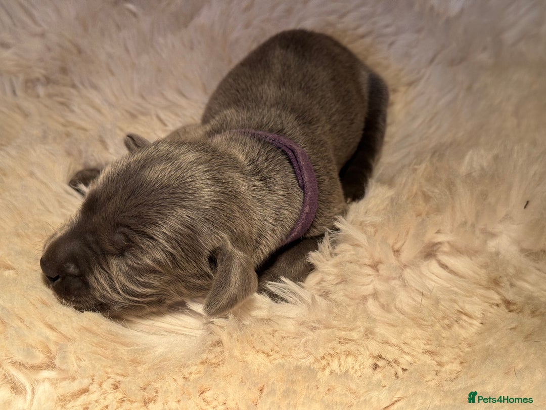 Weimaraner dogs for sale:  KC Reg Weimaraner Pups from Champion Bloodlines ✨ - Image 20