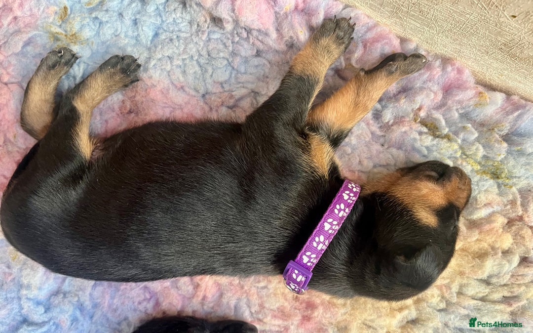 Dobermann dogs for sale: KC registered health tested Doberman puppies - Image 5