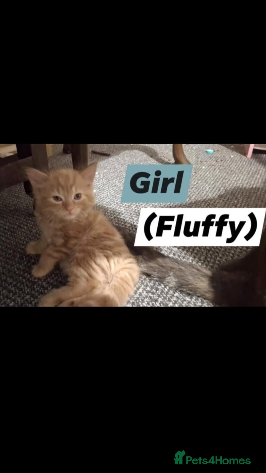 American Shorthair cats for sale: Rare Ginger Female Kittens for sale - Image 5