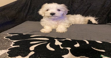 Maltese dogs - Advert 14