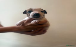 Jack Russell dogs for sale: Beautiful Jack Russell Litter - Image 8