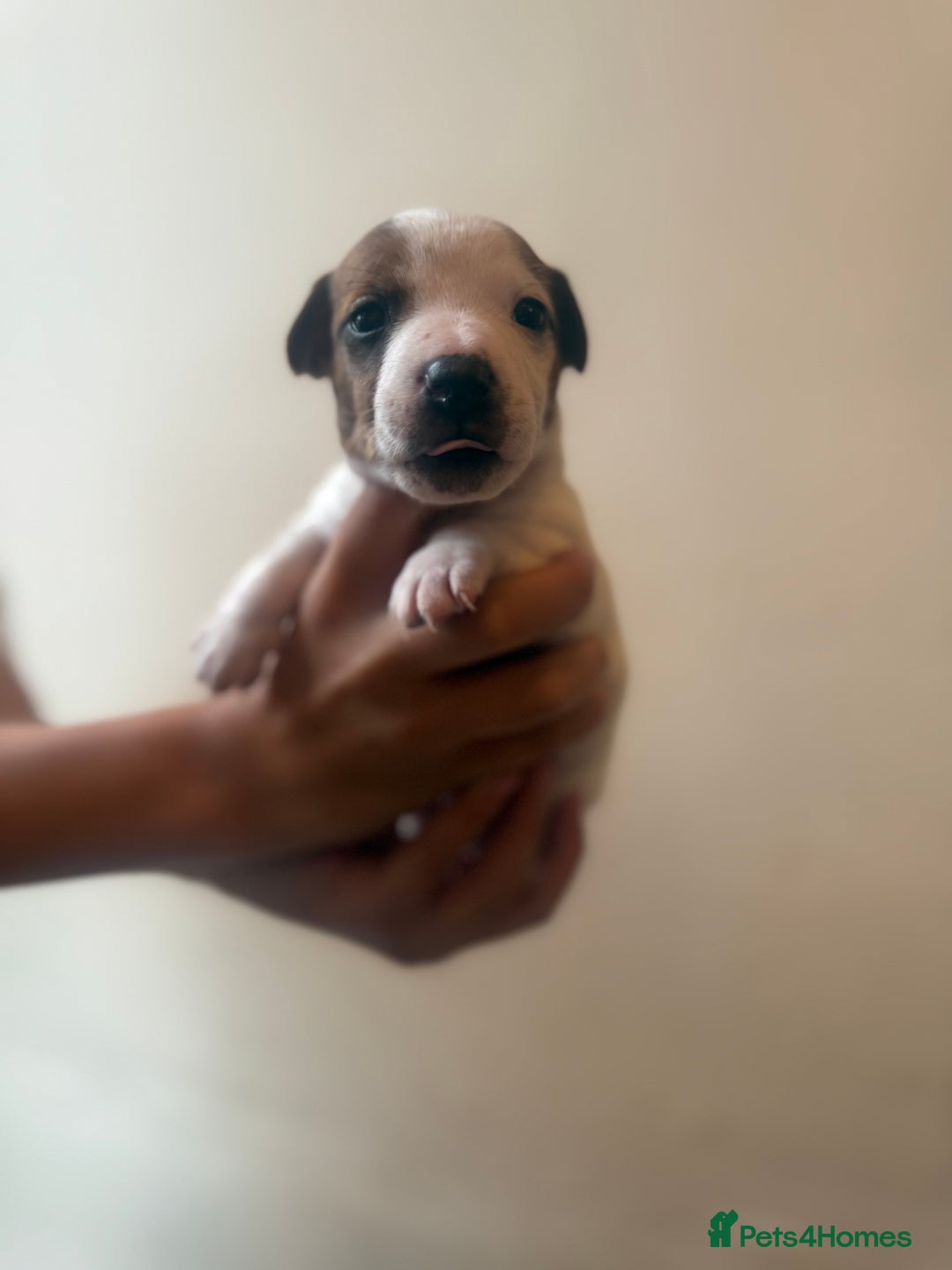 Jack Russell dogs for sale: Beautiful Jack Russell Litter - Image 8