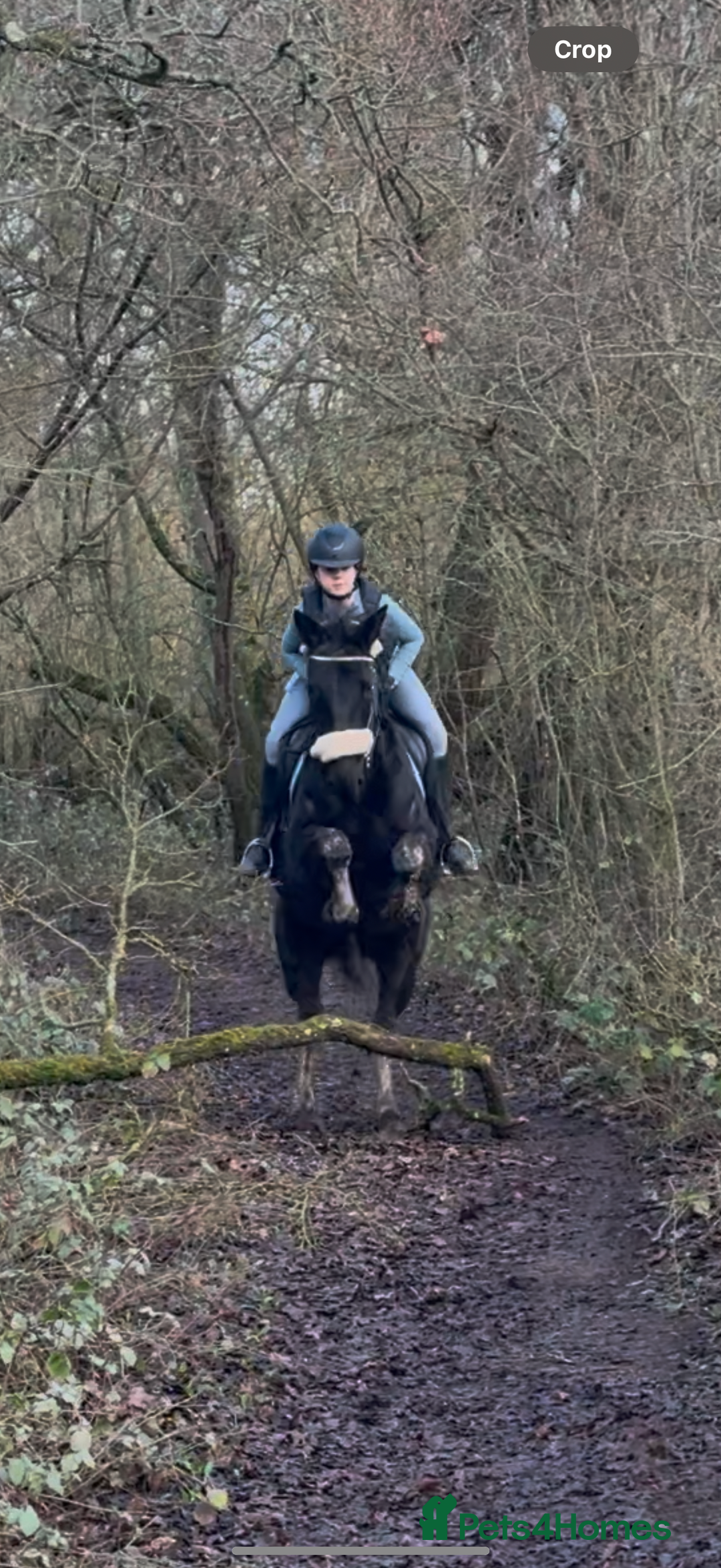 American Standardbred horses for sale: 15hh black mare  - Image 8